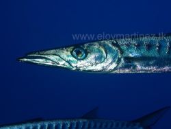 Barracudas, Formentera (Illas Balears) España.Camera Olym... by Eloy Martinez 